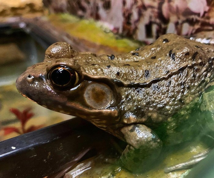 Frogs kentucky ky toads frog cricket mouthed narrow northern wildlife chorus midland upland peeper eastern includes mountain spring