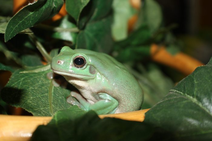 Frogs and toads of kentucky