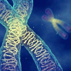 A chromosome study answer key