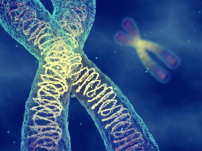 A chromosome study answer key