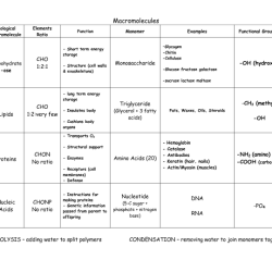 Macromolecules review worksheet for h biology