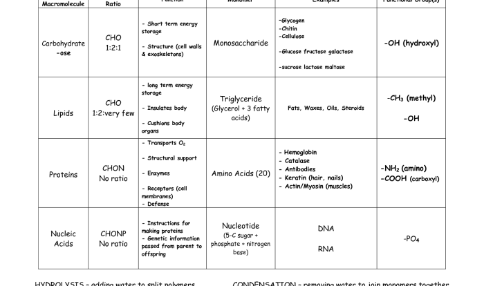 Macromolecules review worksheet for h biology